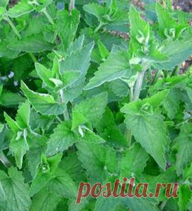 Мелиса лекарственная - свойства, применение - Комнатные растения, уход, энциклопедия растений, домашние цветы, фото, названия