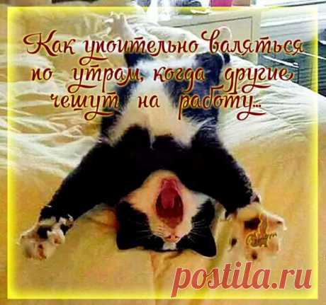 Мы только думаем, что владеем кошками
