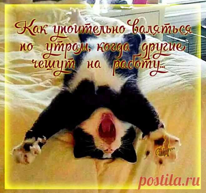 Мы только думаем, что владеем кошками