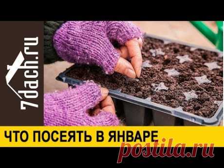 Что посеять в январе - 7 дач