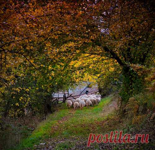 Going home | Serbian countryside | Novica Alorić | Flickr