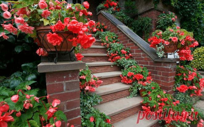 Цветы возле дома: в горшках, вазонах, контейнерах и кашпо Цветы возле дома: в горшках, вазонах, контейнерах и кашпо Собери букет цветов. Узнай название цветов, красивые цветы для любой девушки. Какие растения цветы, а какие нет. Сделай цветник своими руками и проверь как посажены цветы.