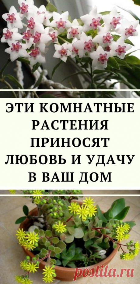 Эти комнатные растения приносят любовь и удачу в ваш дом