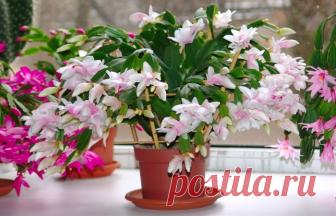 Ингредиент, который нужно положить на дно горшка, чтобы растения росли как на дрожжах Не каждое комнатное растение может хорошо расти в квартирных условиях. Атмосфера жилого помещения далеко не всегда так хороша для цветов, как нам бы этого хотелось. Благо, существует один действенный способ заставить цветы расти быстрее и быть более пышными...