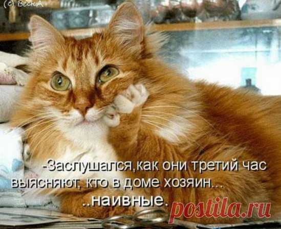 1 МАРТА - ВСЕМИРНЫЙ ДЕНЬ КОШЕК!