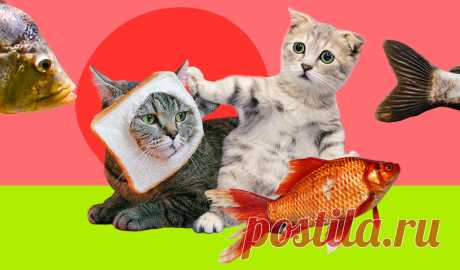 Are you selling the fishes? Все времена английского в картинке про котиков и рыбов