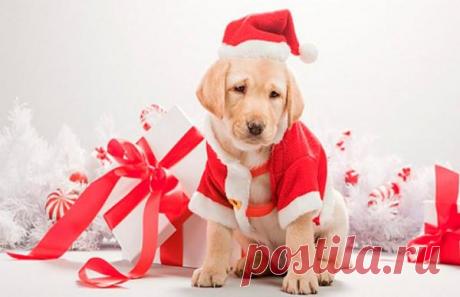 Как правильно встречать год 2018 Жёлтой Собаки | Женские секреты Грядущий 2018-й год Жёлтой Собаки, причём не Огненной или Водяной, а Земляной.