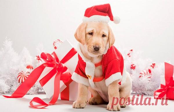 Как правильно встречать год 2018 Жёлтой Собаки | Женские секреты Грядущий 2018-й год Жёлтой Собаки, причём не Огненной или Водяной, а Земляной.