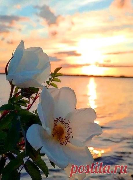 Пусть то, что сегодня было твоей мечтой, завтра станет частью жизни.Самое главное ваше сокровище — это мир в душе. Пусть так будет у каждого. Дайте Волю своим Мечтам, пусть Вас несут они по ЖИЗНИ...
Самых дорогих нам людей мы носим постоянно с собой. Мысленно. Внутри. В сердце.❤