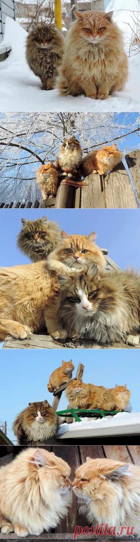 Необычная колония рыжих под Барнаулом • НОВОСТИ В ФОТОГРАФИЯХ