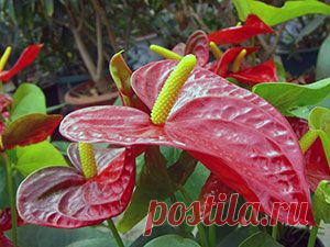 Anthurium. Антуриум – уход, фото, пересадка, размножение, болезни - Флорист-Х