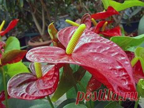 Anthurium. Антуриум – уход, фото, пересадка, размножение, болезни - Флорист-Х