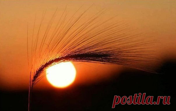 (72) Фитнес для мозга - Хроника