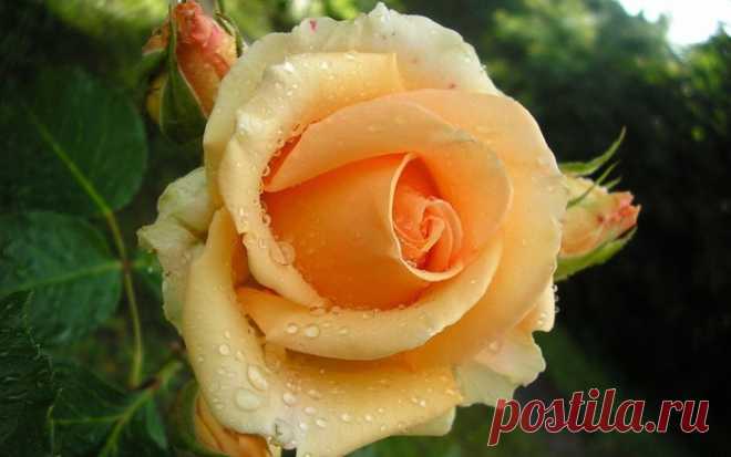 Роза чайная