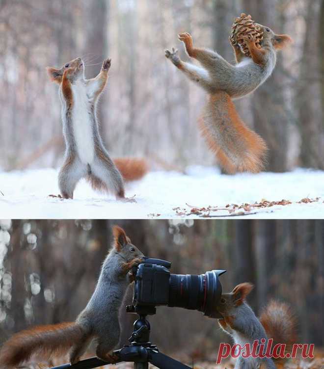 Душевная фотосессия играющих белочек
