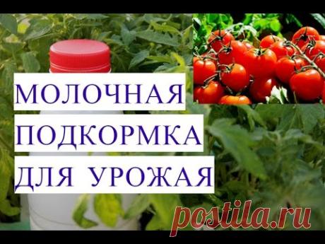 Подкормка Молоком для Отличного Урожая.