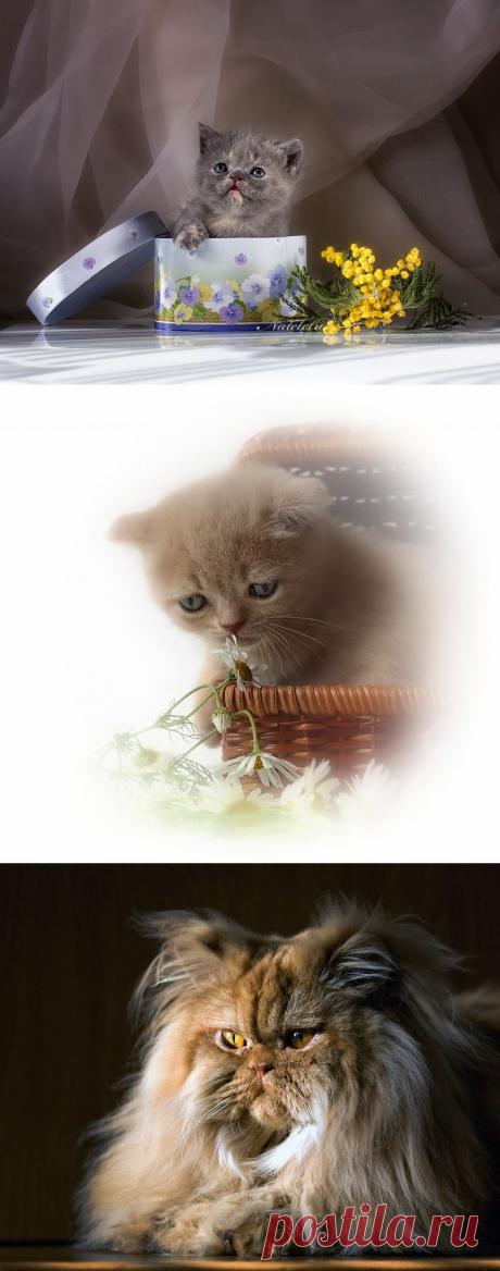 Милые мурлыки...Мордочка, хвост и четыре лапки! | Наталия Кузнецова