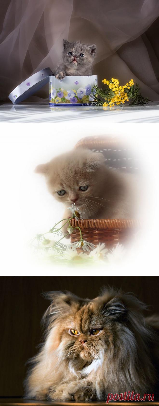 Милые мурлыки...Мордочка, хвост и четыре лапки! | Наталия Кузнецова