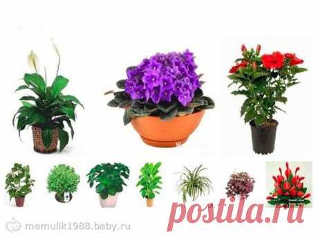 10 РАСТЕНИЙ, КОТОРЫЕ ПРИНЕСУТ В ВАШ ДОМ ЛЮБОВЬ И СЧАСТЬЕ! - на бэби.ру