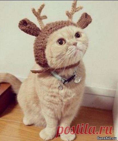 Северный олень)))