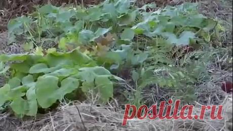 Делаем грядку.Органическая,теплая грядка без перекопки.