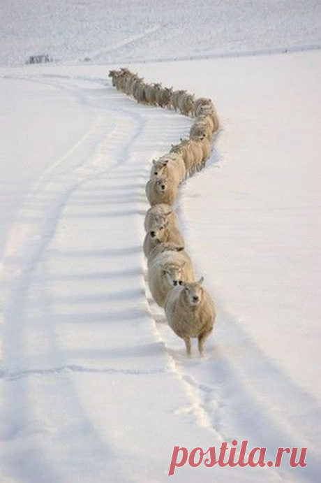 Winter sheep