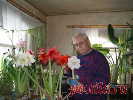 Делим луковицы гиппеаструмов. ДЕЛАЙТЕ ПРАВИЛЬНО! 

Одним из способов размножения гиппеаструмов является типичное для многих луковичных деление луковицы на части. Как этот метод применить именно к гиппеаструмам? 

Запросто!)

 Подготовка к делению.

Для деления луковицу нужно выбрать крупную, плотную на ощупь и здоровую. Вынимаем ее из горшка, очищаем от земли, отмываем, удаляем отмершие чешуйки и полностью срезаем корни. Подсушиваем сутки в тени в сухом помещении. На следу...