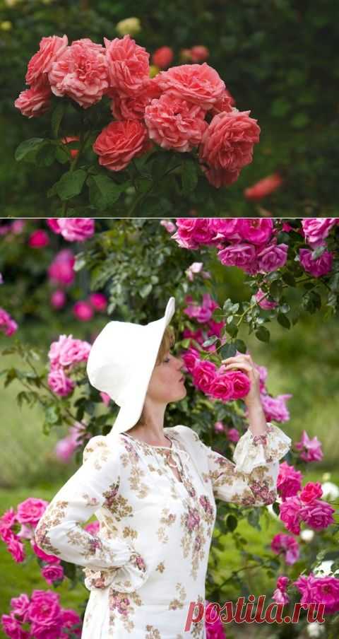 Чтоб не вяли розы ни в жару, ни в морозы: 5 важных дел в августе, за которые царица цветов будет вам благодарна