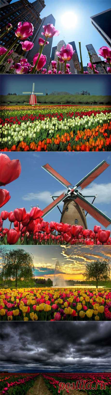 Тюльпаны – цветы хорошего настроения | Newpix.ru - позитивный интернет-журнал