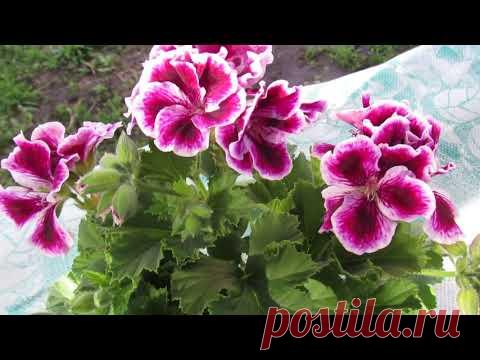 ПОЧЕМУ НЕ ЦВЕТЕТ КОРОЛЕВСКАЯ ГЕРАНЬ .ОСОБЕННОСТИ УХОДА
