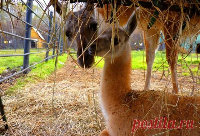 Зоопарки Москвы, Большереченска, Ростова-на-Дону и Липецка: итоги размножения. 

Московский зоопарк подвел итоги по количеству вылупившихся птенцов, в Большереченском зоопарке родилась малышка гуанако, в зоопарке Ростова-на–Дону появился львёнок, пополнение у кенгуру случилось в Липецком зоосаде. 

http://strana.ru/journal/news/25316127 
Фото: пресс-служба Московского зоопарка, портал Новый Омск