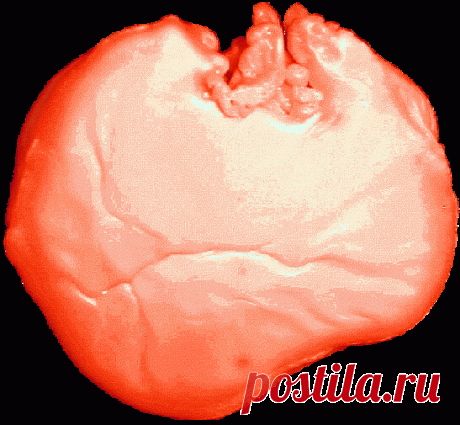 Отливки посетителей: Верх второй отливки