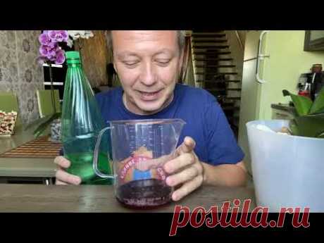 орхидея АЛКОГОЛИЧКА // старое европейское удобрение для орхидей