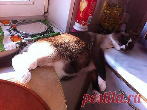 Котэ -экстримал!!!