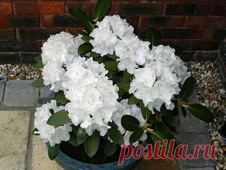 Рододендрон-король сада.Мастер класс по посадке.секреты выращивания.