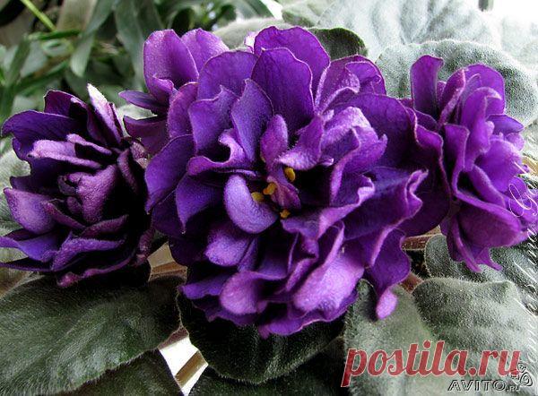 Мой Мир@Mail.Ru