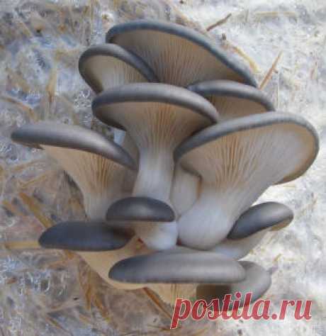 Выращивание вешенки в мешках на даче и в домашних условиях Выращивание вешенки в мешках - полное пошаговое описание всего процесса, начиная от выбора и подготовки субстрата и заканчивая сбором урожая.