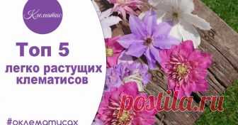 Топ 5 легко растущих клематисов, лучшие сорта клематисов «легко растущие клематисы»,лучшие сорта клематисов,крупноцветковые сорта клематисов,Клематис,Clematis,канал клематис TV,нина петруша,channel Clematis TV,клематис лиана,клематис сорт,клематис белый сорта,«клематисы jeanne d'arc»,клематис жанна дарк,«клематис сорт жанна дарк»,клематис стасик,«клематис stasik»,«сорта клематисов для контейнера»,«лиана клематиса»,клематис barbara,«клематис барбара»,клематис мульти блю,кле...