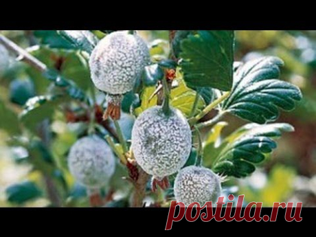 Болезни крыжовника и борьба с ними, профилактика и лечение.
