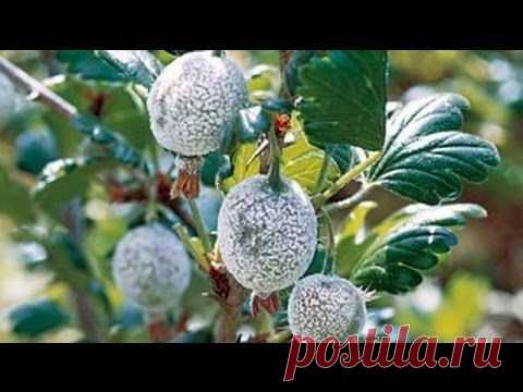 Болезни крыжовника и борьба с ними, профилактика и лечение.