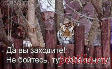 Красавица | KotoMail.ru