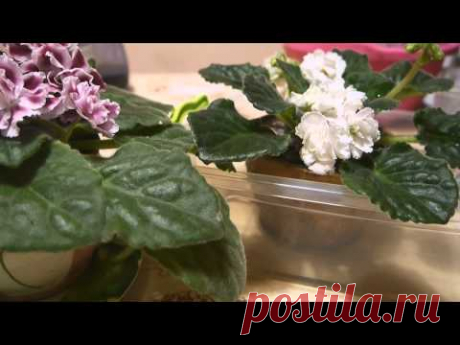 СЕКРЕТЫ ПЕРЕСАДКИ  ФИАЛОК. 2014 г.