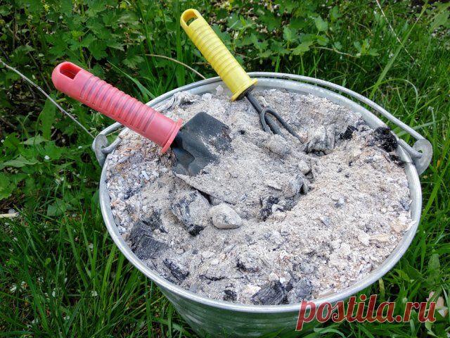 Бесплатные удобрения, которые есть в каждом доме