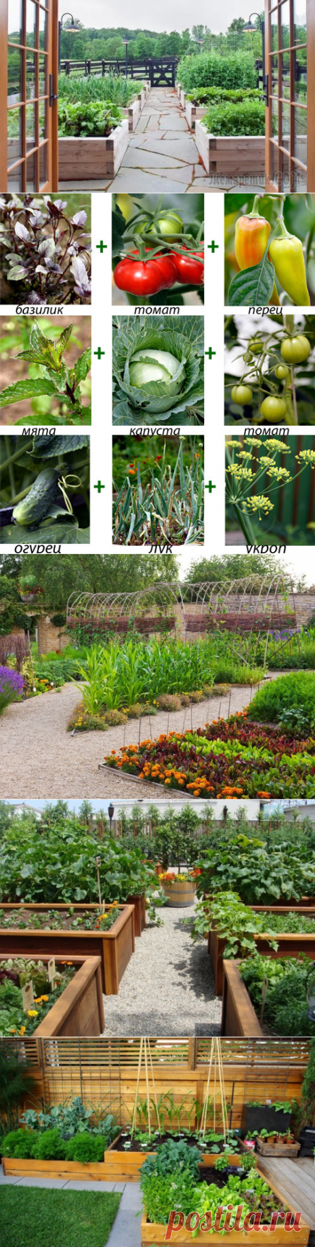 Сажаем овощи: правильное &quot;соседство&quot; и типы грядок