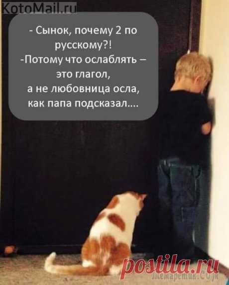 Завязываю с валерьянкой! | KotoMail.ru