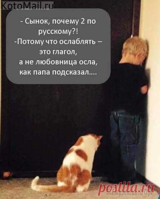 Завязываю с валерьянкой! | KotoMail.ru