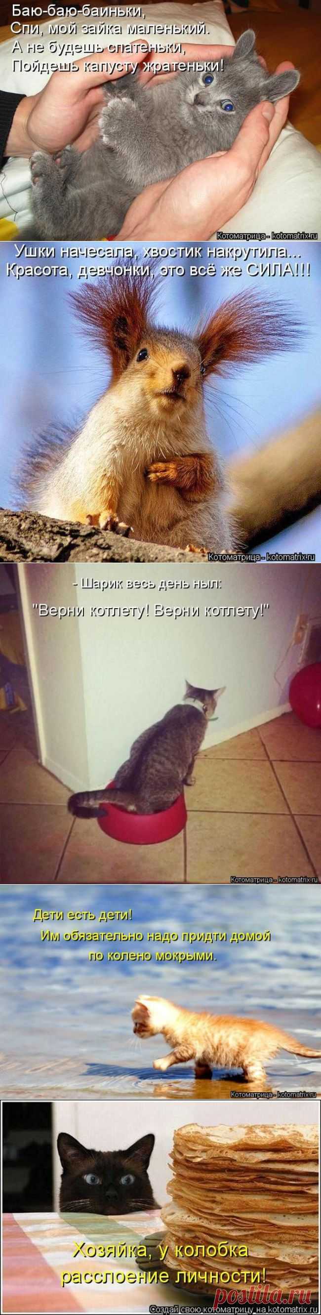 К о ш к и