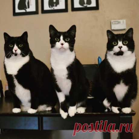 Трио в смокингах