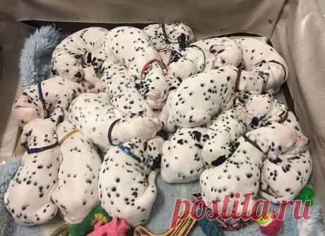 Далматин повторил мировой рекорд (16 фото) | Чёрт побери В австралийском Балларате собака по кличке Майли породы далматин установила рекорд Австралии по количеству щенков и повторила мировой рекорд. У нее родилось сразу 18 щенков. Самое удивительное в этой истории то, что ветеринары говорили заводчице Сесилии Лэнгтон-Бункер, что у ее собаки родится лишь трое щенков.