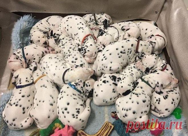 Далматин повторил мировой рекорд (16 фото) | Чёрт побери В австралийском Балларате собака по кличке Майли породы далматин установила рекорд Австралии по количеству щенков и повторила мировой рекорд. У нее родилось сразу 18 щенков. Самое удивительное в этой истории то, что ветеринары говорили заводчице Сесилии Лэнгтон-Бункер, что у ее собаки родится лишь трое щенков.